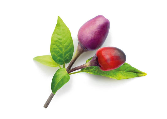 Click And Grow Smart Garden Refill 3-pack - Lila Chilipeppar