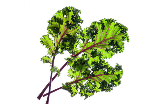 Click And Grow Smart Garden Refill 3-pack - Röd grönkål