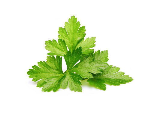 Click And Grow Refill 3-pack - Koriander