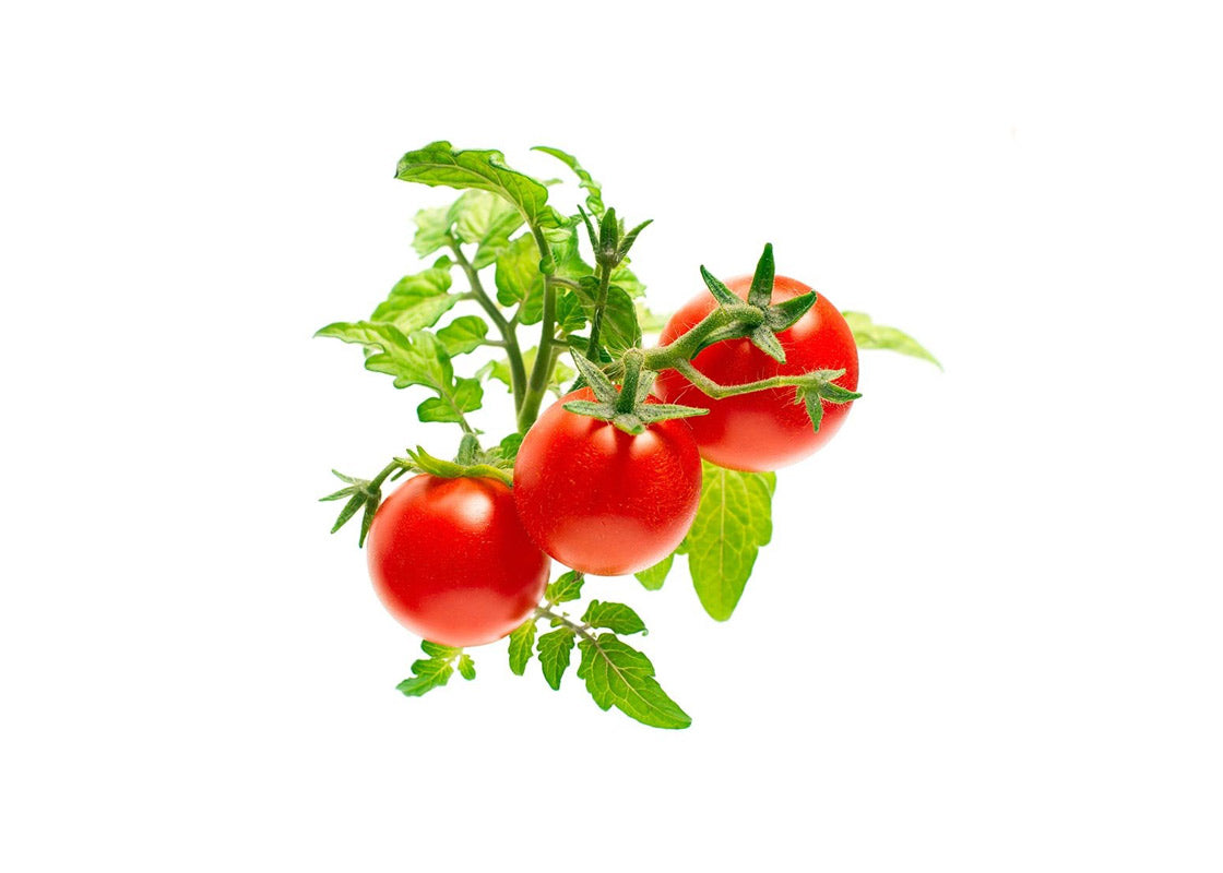 Click And Grow Refill 3-pack - Minitomater