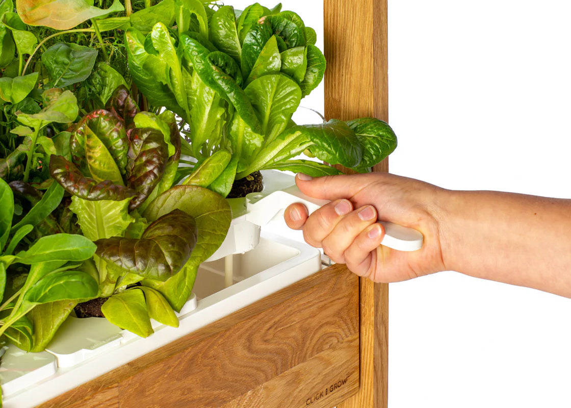 Click and Grow 25 - Vit (inkl Salad Greens 54-pack)