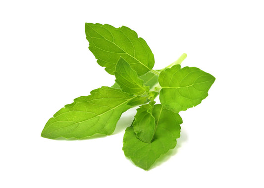 Click and Grow Smart Garden Refill 3-pack - Helig basilika