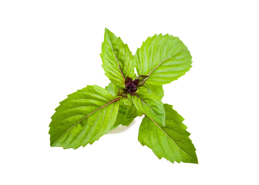 Click and Grow Smart Garden Refill 3-pack - Kanelbasilika