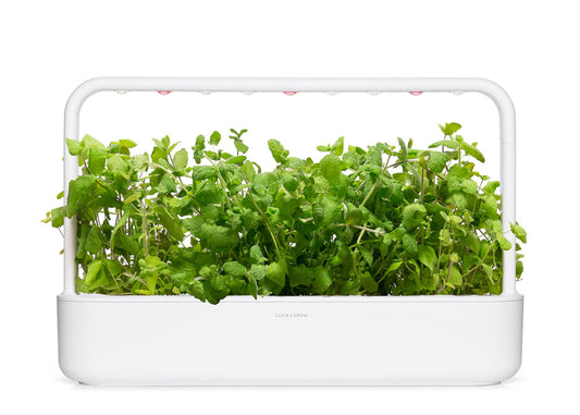 Click and Grow Smart Garden Refill 3-pack - Rundmynta