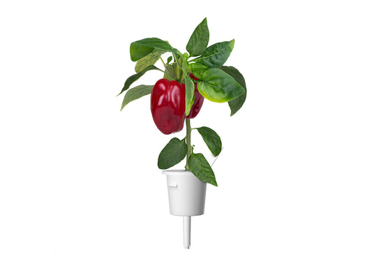 Click and Grow Smart Garden Refill 3-pack - Röd paprika